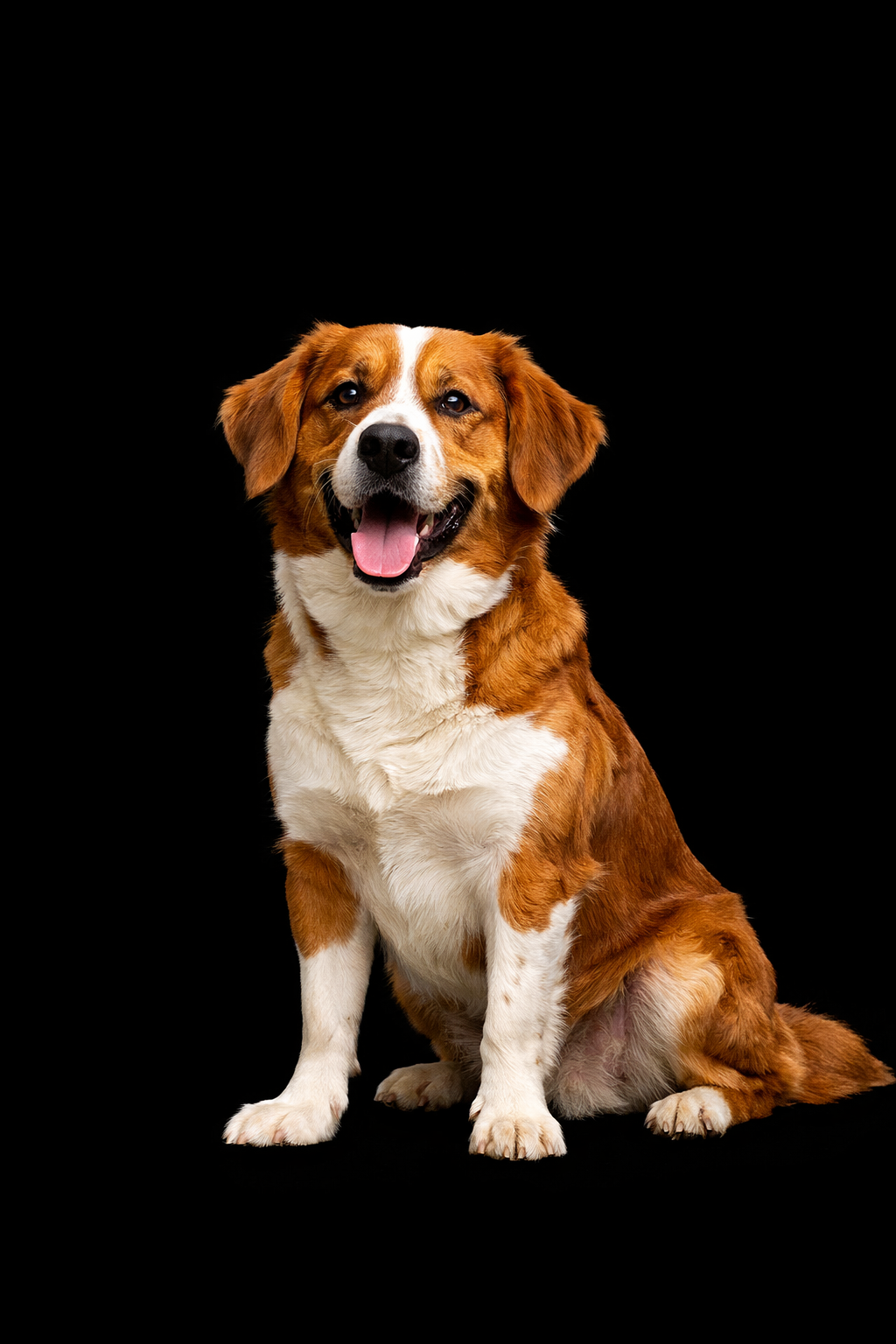 Cachorro simpático